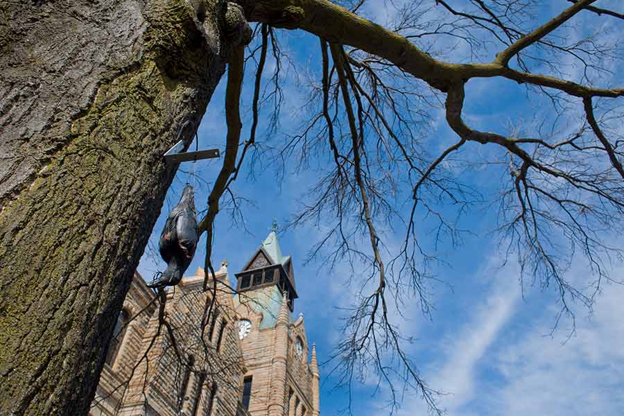 A crow effigy hangs from a tree near the courthouse, preventing both trees and crows from harm. 