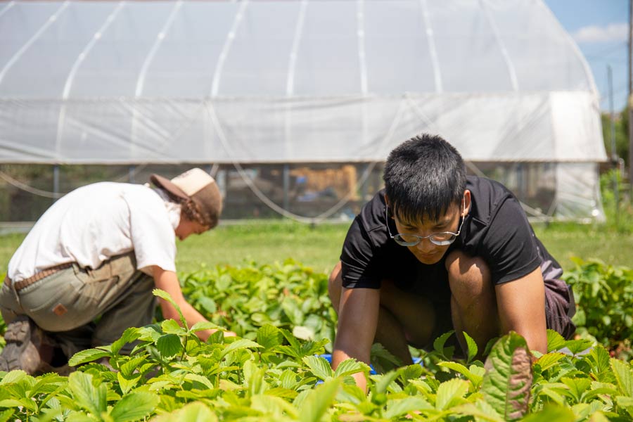 Students working at the Knox Farm