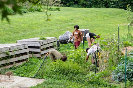 Four students work on the Knox Farm. 