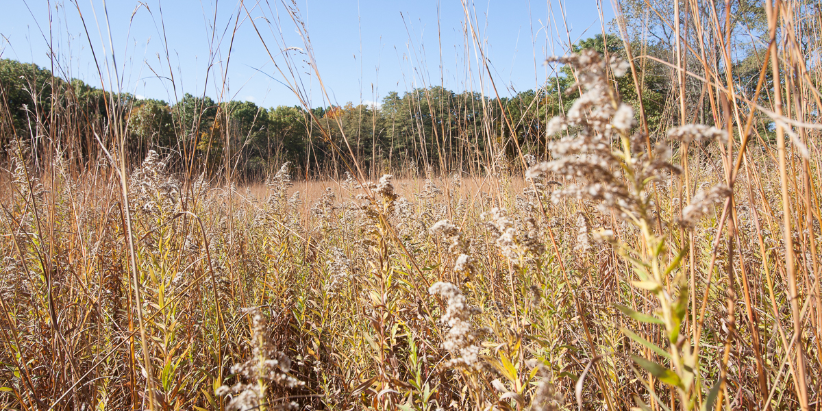 The prairie at Green Oaks Biological Field Station.