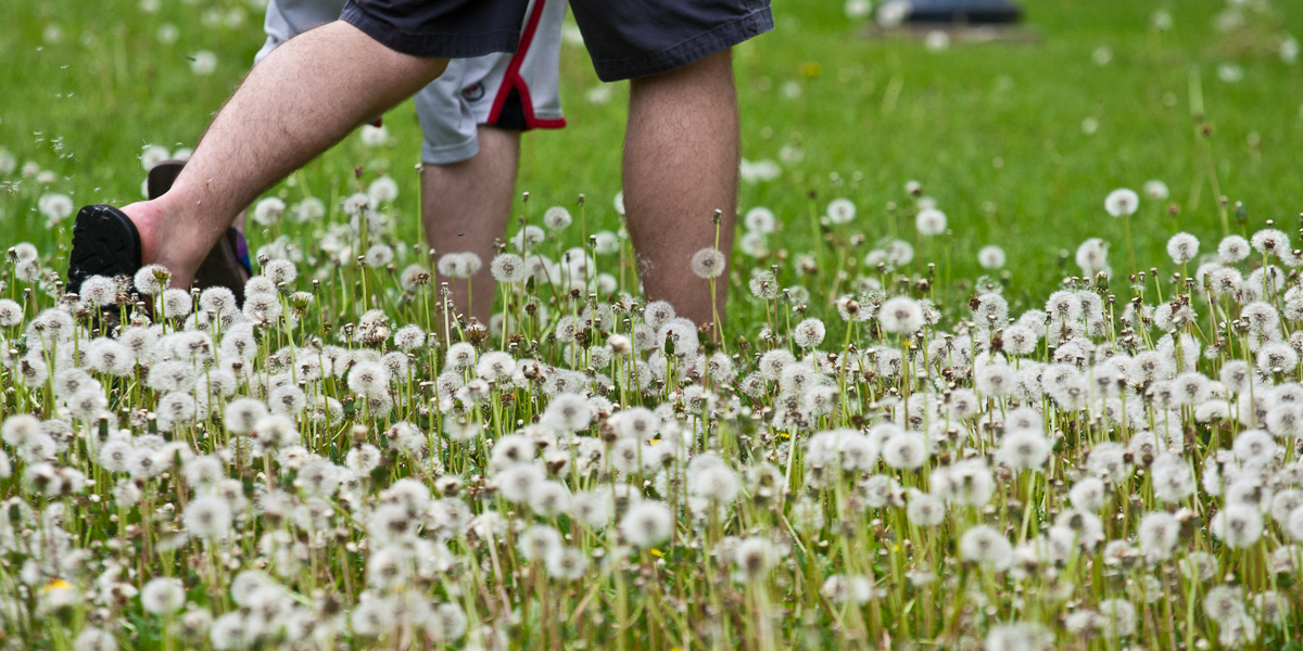 Students walk through a field of dandelions on campus.