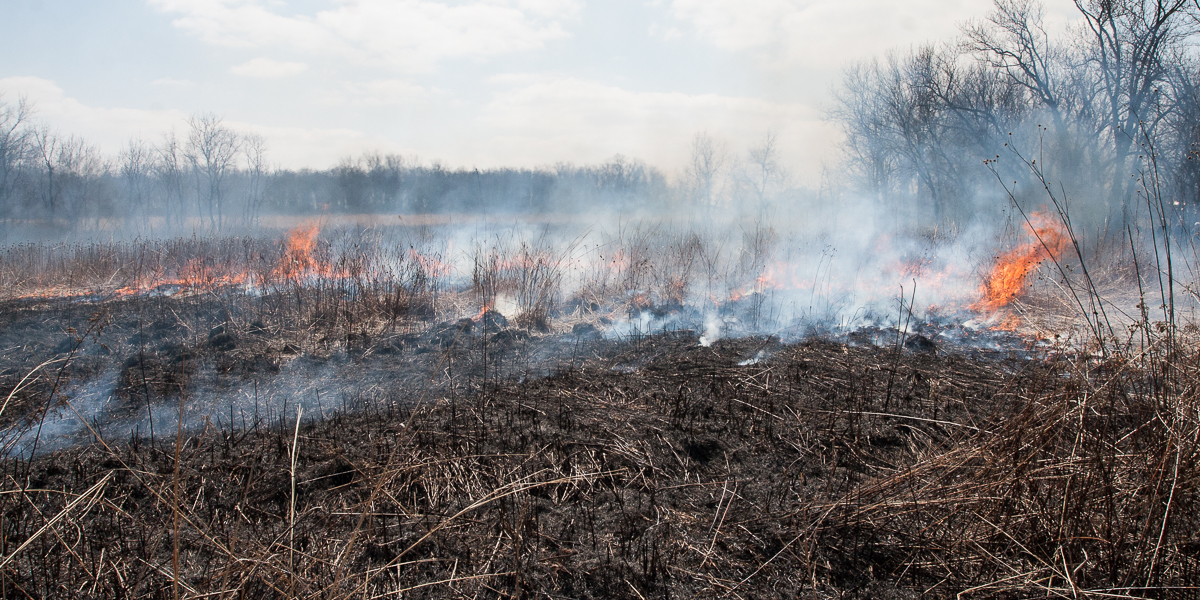 The prairie on fire during the annual Green Oaks Prairie Burn.