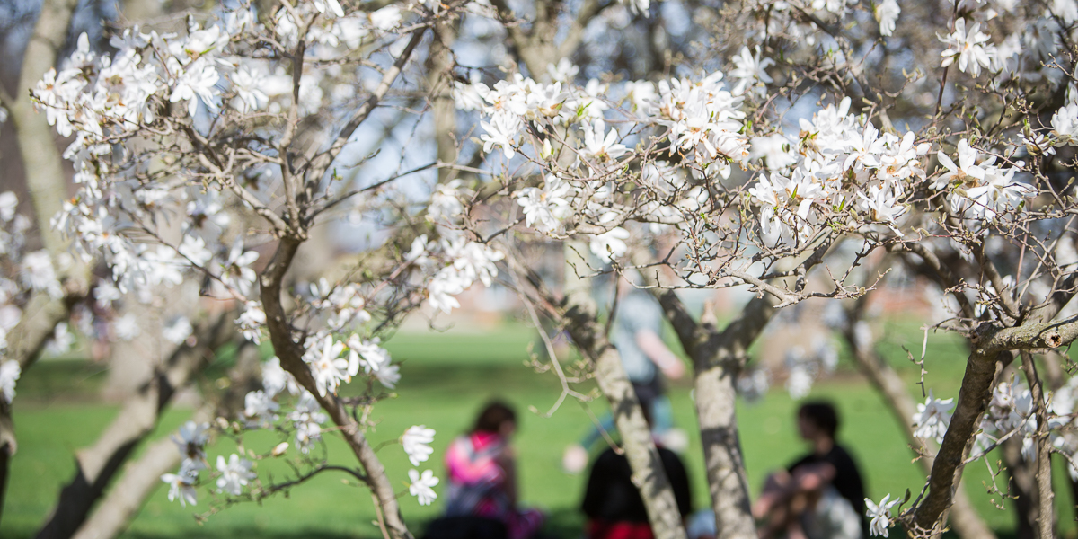 Students sit and study behind blossoming trees.
