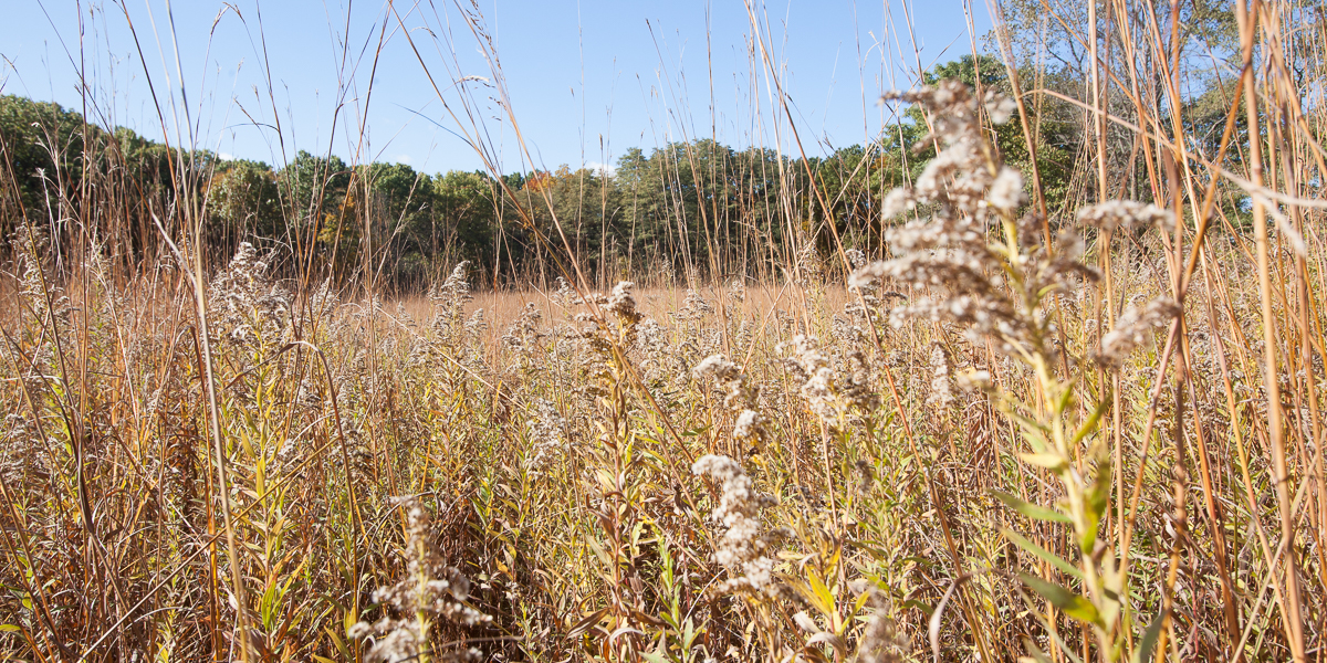 The prairie at Green Oaks Biological Field Station. 