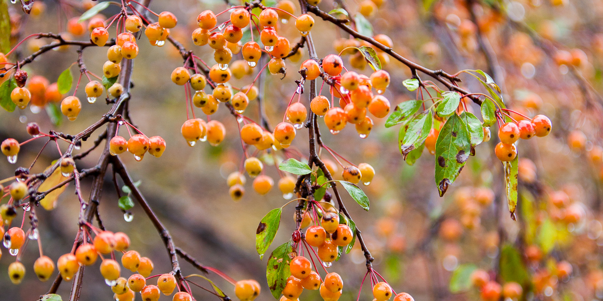Berries on a campus tree. 