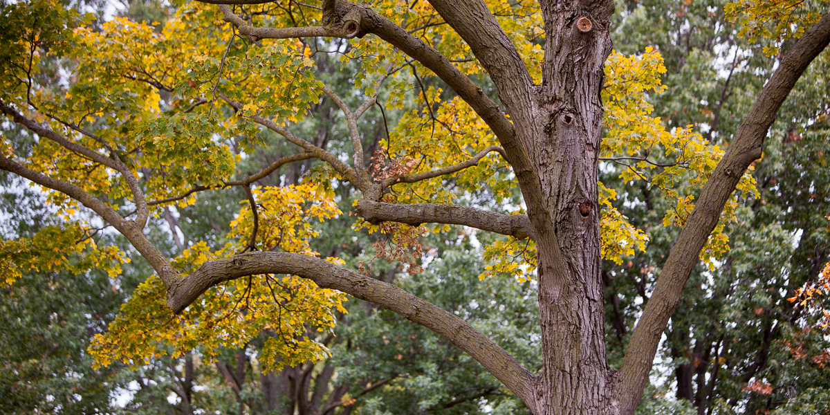 A campus tree. 