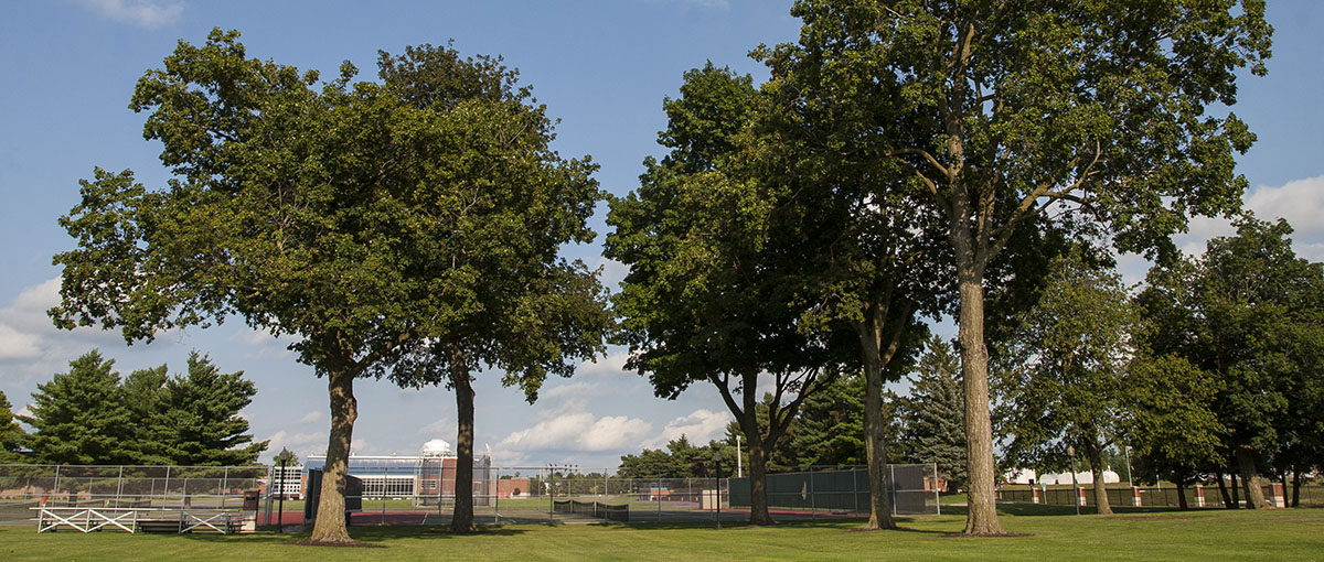 Trees by Tennis Courts