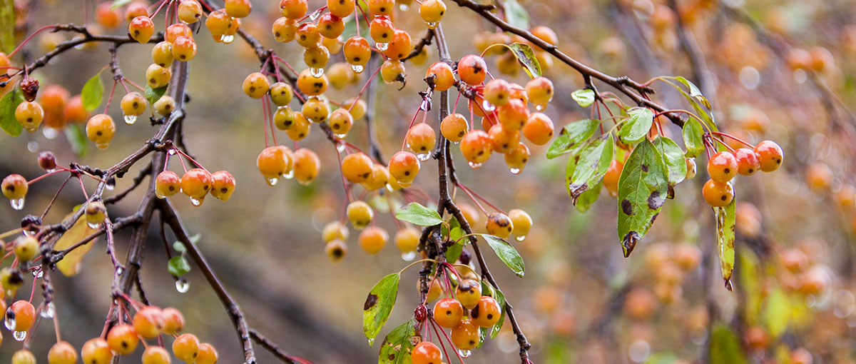 Berries on tree at Knox College