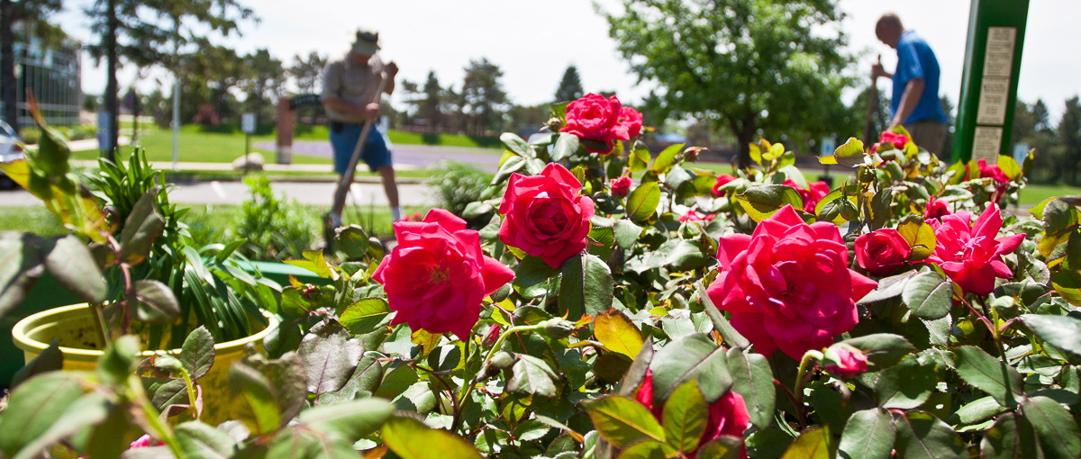Facilities Services staff plant roses outside Memorial Gymnasium.