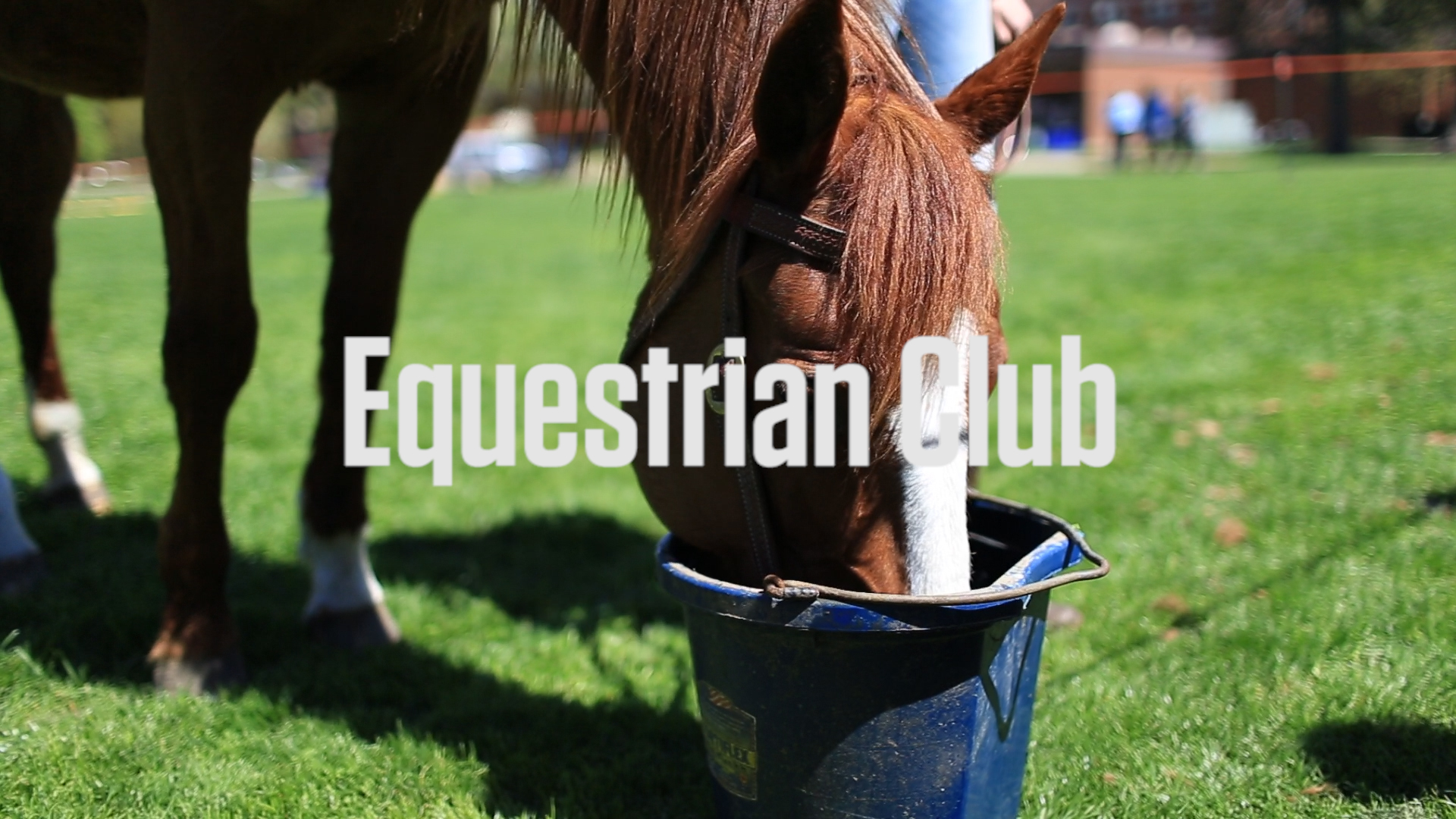 Knox College Equestrian Club Showcase on Earth Day
