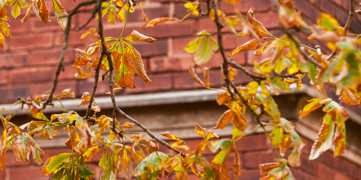 Old Main seen through the leaves of a tree.